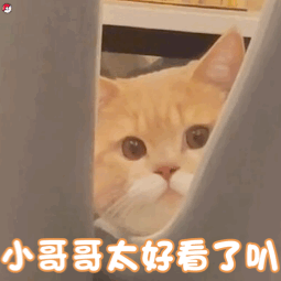 小哥哥太好看了叭(猫猫表情包)