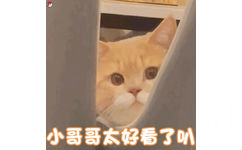 小哥哥太好看了叭(猫猫表情包)