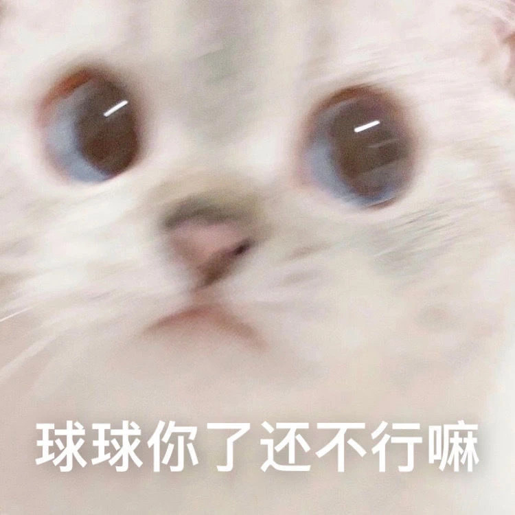 球球你了还不行嘛 猫咪表情包