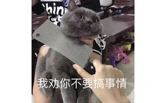 我劝你不要搞事情(猫咪)