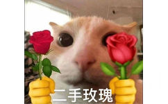 二手玫瑰(猫猫拿玫瑰花表情包)