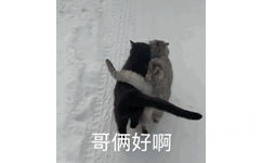 哥俩好啊(猫猫表情包)