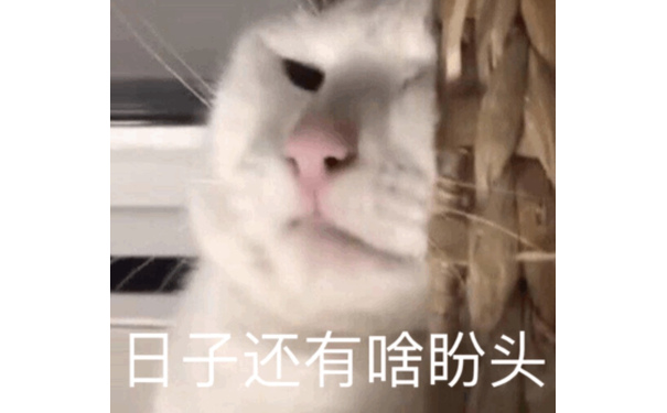 日子还有啥盼头 - 都是猫猫表情包