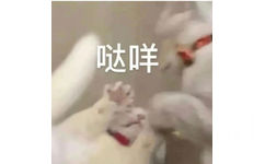 哒咩(猫猫表情包)