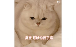 臭宝 可以钓我了吗 猫咪表情包