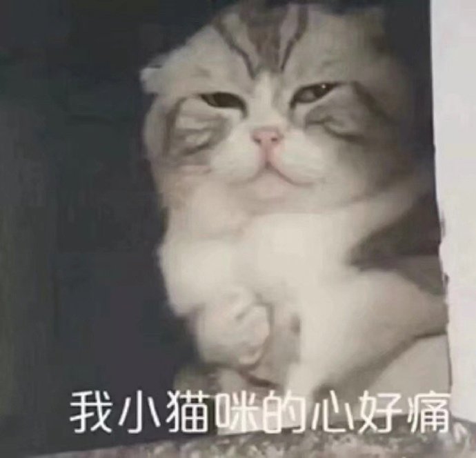 我小猫咪的心好痛