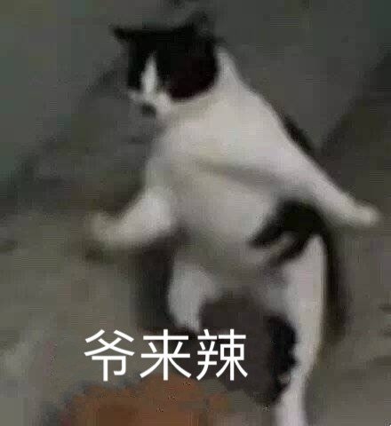 爷来辣（猫咪）