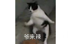 爷来辣（猫咪）