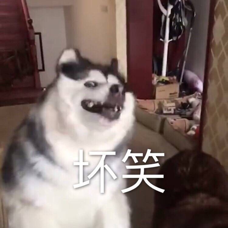 坏笑（二哈哈士奇）