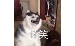 坏笑（二哈哈士奇）