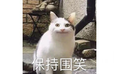 猫咪保持围笑微笑