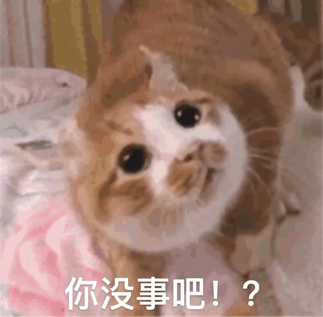 你没事吧!?(猫猫表情包)