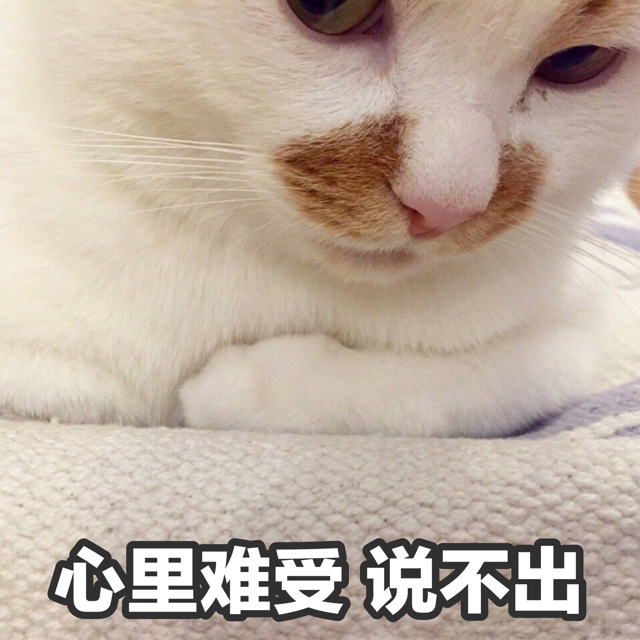 心里难受 说不出（猫咪）