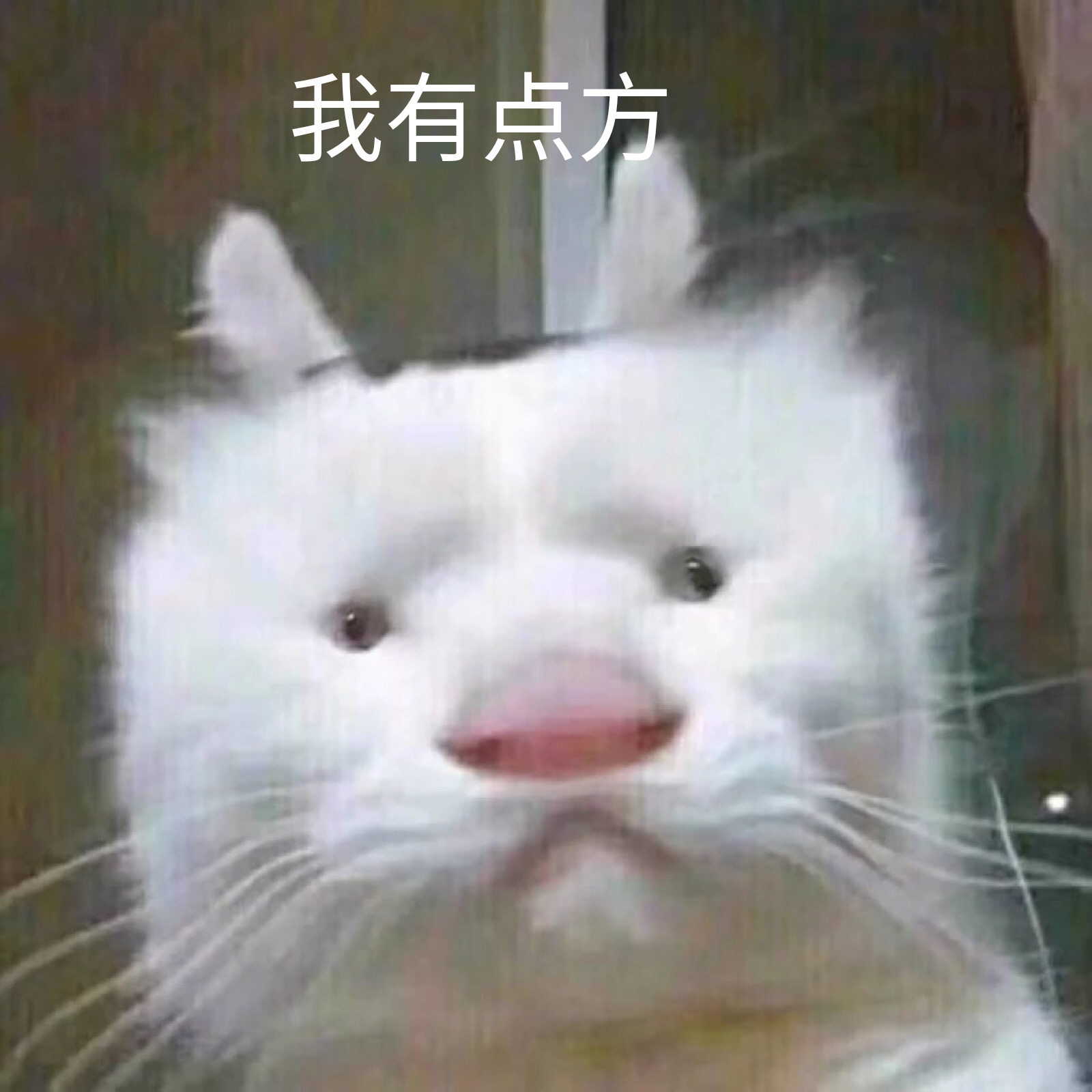 我有点方（猫咪）