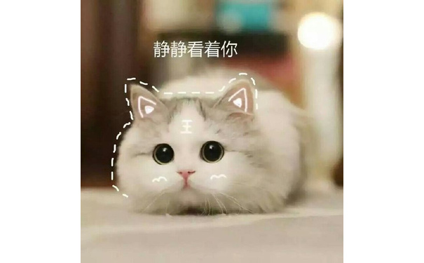 静静看着你 - 一组萌翻了的猫咪表情包