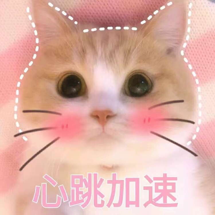 心跳加速（猫咪）