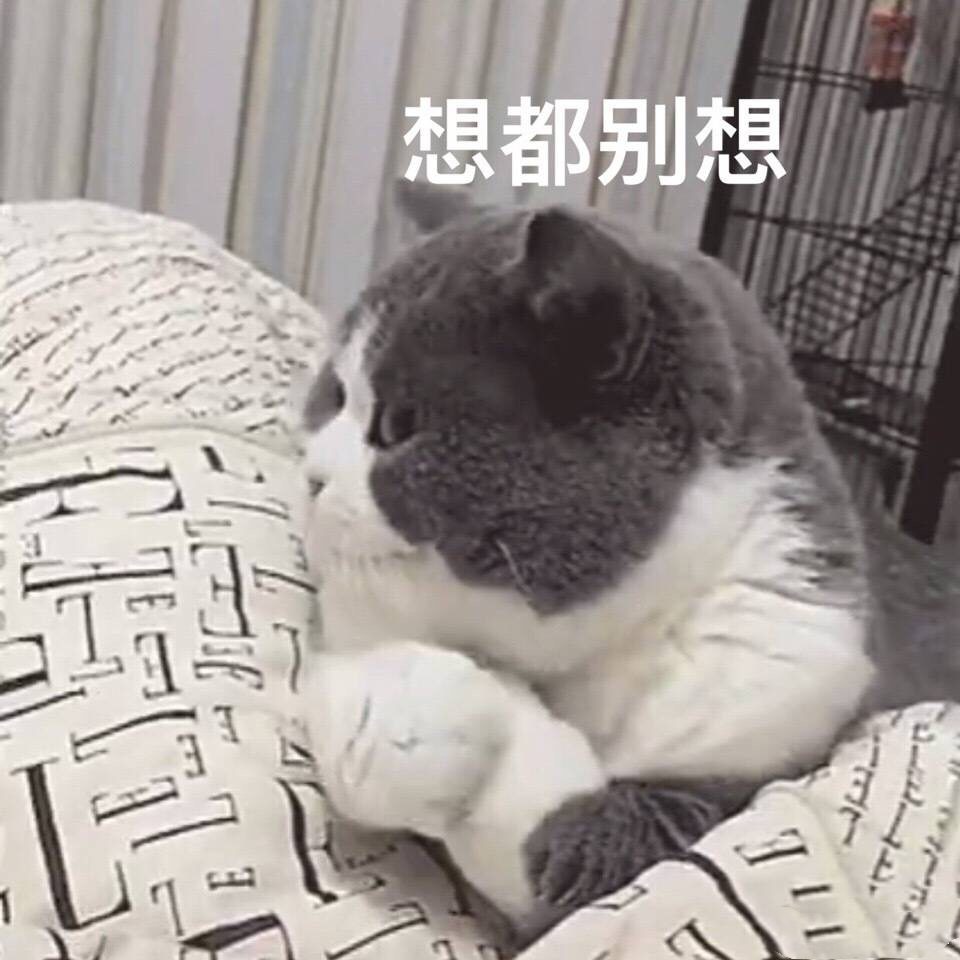 傲娇猫咪：想都别想 - 手手不给摸的猫咪