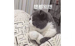 傲娇猫咪：想都别想 - 手手不给摸的猫咪