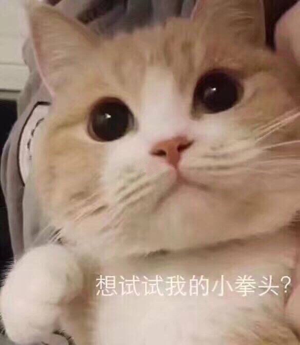 想试试我的小拳头（猫咪）