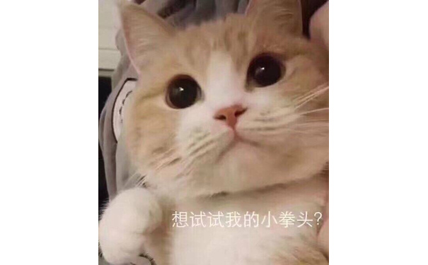 想试试我的小拳头（猫咪）