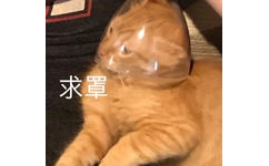 求罩(猫咪表情包)