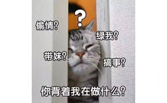 猫咪门缝偷看：偷情？带妹？绿我？搞事？你背着我在做什么？