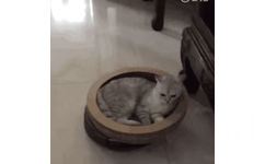 猫咪坐扫地机器人出事故 GIF