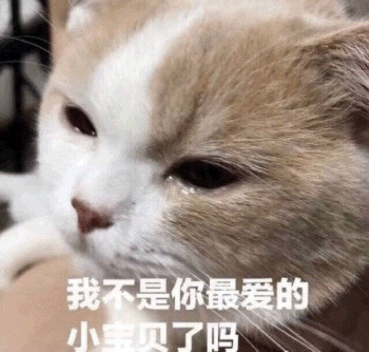 我不是你最爱的小宝贝了吗（流泪猫咪）