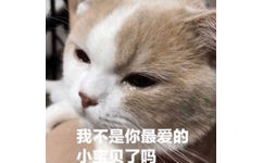 我不是你最爱的小宝贝了吗（流泪猫咪）