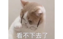 看不下去了 猫咪表情包