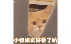 小姐姐太好看了叭(猫咪表情包)