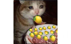 流泪猫咪吃柠檬 - 人类的本质是柠檬精