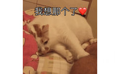 我想那个了(猫咪楼楼)