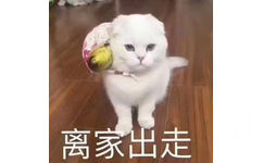 离家出走(猫咪)