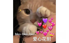 biu biu 爱心花射（猫咪）