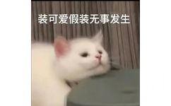 装可爱假装无事发生(猫猫表情包)