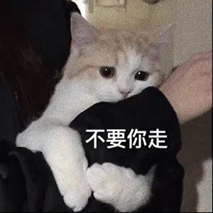 不要你走(猫咪抱住表情包)