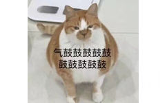 气鼓鼓的猫咪