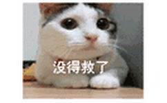 没得救了(猫咪摇头 GIF)