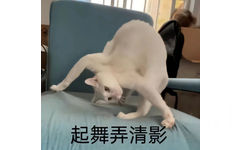 起舞弄清影(猫猫表情包)