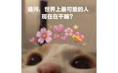 请问,世界上最可爱的人现在在干嘛? - 猫猫表情包：你今天也很可爱哦