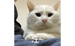 汪~猫咪叫 GIF