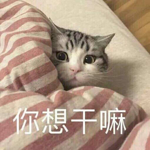 你想干嘛(猫咪)