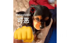 detestable 可恶 - 小狗表情包 ​