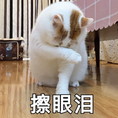 擦眼泪(猫咪楼楼)