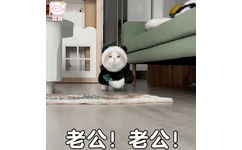 林老公!老公!(猫猫兔子表情包)