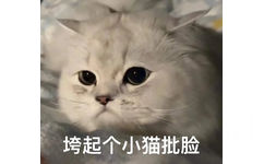 垮起个小猫批脸