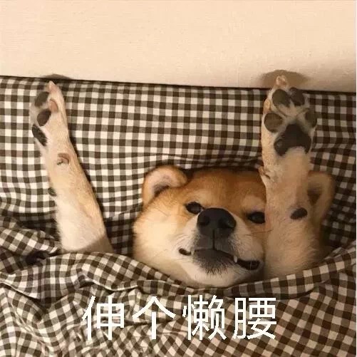 伸个懒腰 - 柴犬被窝表情包