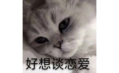 好想谈恋爱（猫咪）