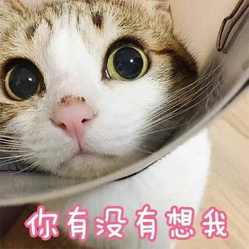 你有没有想我（猫咪）